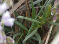Polygala monspeliaca
