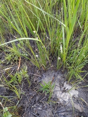 Eleocharis compressa