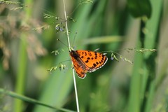 Melitaea didyma