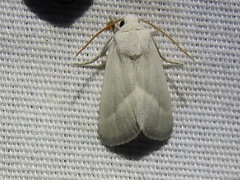 Leucocnemis nivalis