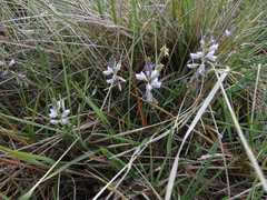 Polygala monspeliaca