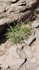 Brickellia microphylla