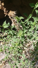 Brickellia microphylla