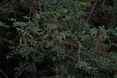 Indigofera jucunda