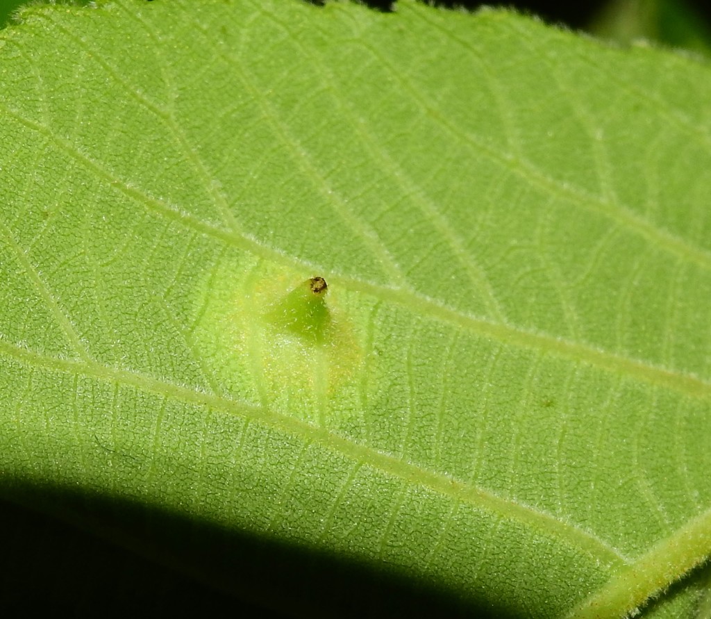 Phylloxera flavoconica