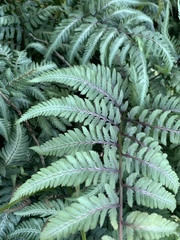 Athyrium niponicum