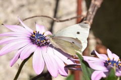 Pieris rapae