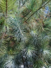 Pinus maximartinezii