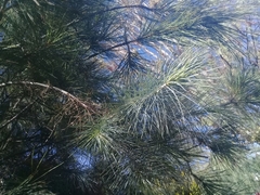 Pinus maximartinezii