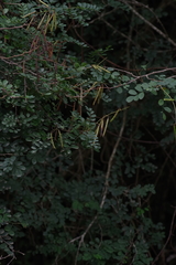 Indigofera jucunda