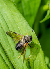 Trichiosoma triangulum