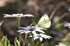 Pieris rapae