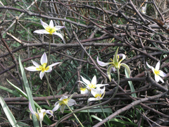 Tulipa patens