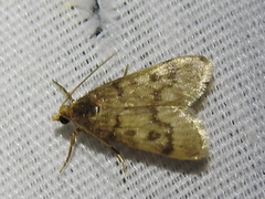 Loxostegopsis polle