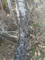 Pinus maximartinezii