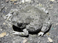 Anaxyrus speciosus