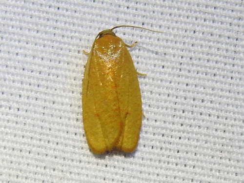 Sparganothis demissana