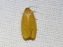 Sparganothis demissana