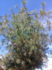 Pinus maximartinezii