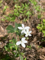 Cnidoscolus stimulosus