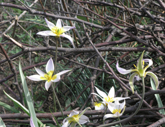 Tulipa patens