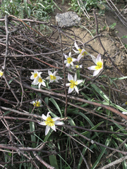 Tulipa patens