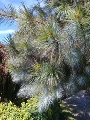 Pinus maximartinezii