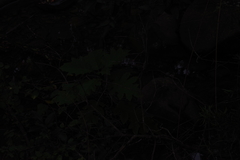 Solanum chrysotrichum