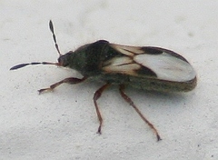 Blissus leucopterus