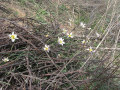 Tulipa patens