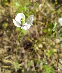 Papaver albiflorum