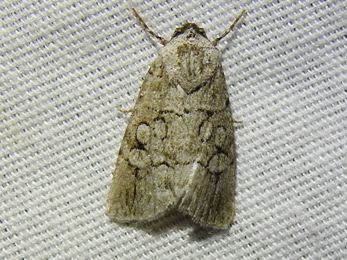 Sympistis sectiloides photo 3