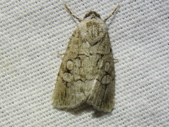 Sympistis sectiloides