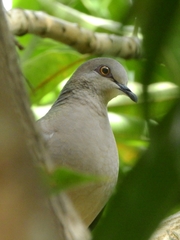 Leptotila verreauxi