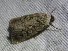 Sympistis sectiloides