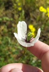 Papaver albiflorum