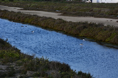 Himantopus himantopus