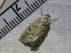 Sympistis sectiloides