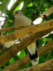 Leptotila verreauxi