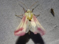 Schinia roseitincta
