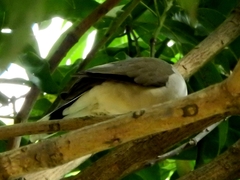 Leptotila verreauxi