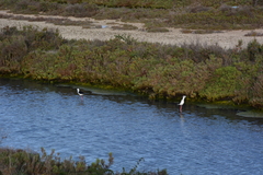 Himantopus himantopus