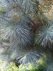 Pinus maximartinezii