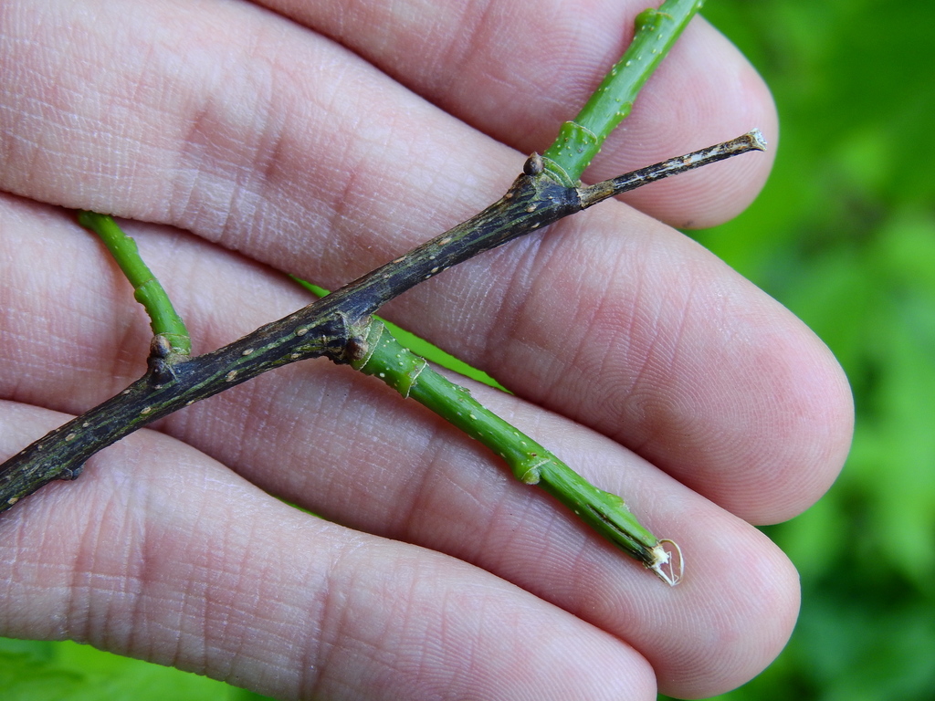 Agromyza deserta
