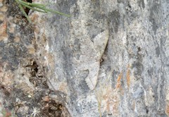 Dicrognophos sartata