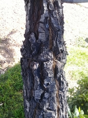 Pinus maximartinezii