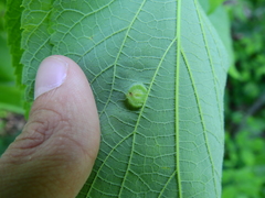 Pachypsylla celtidisumbilicus