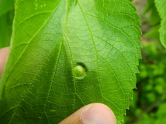 Pachypsylla celtidisumbilicus