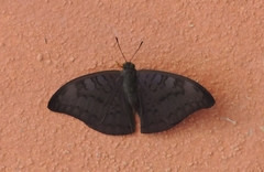Tanaecia jahnu