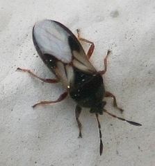Blissus leucopterus